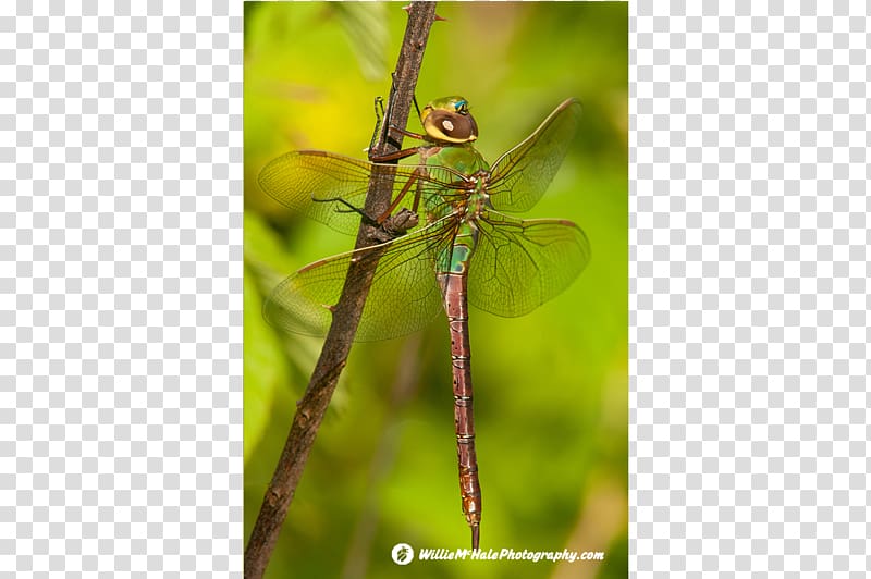 Insect Dragonfly Green darner Damselfly Arthropod, dragonfly transparent background PNG clipart