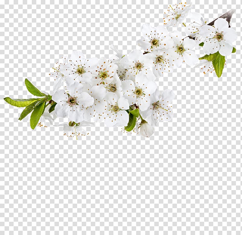 Cut flowers Twig, flower transparent background PNG clipart