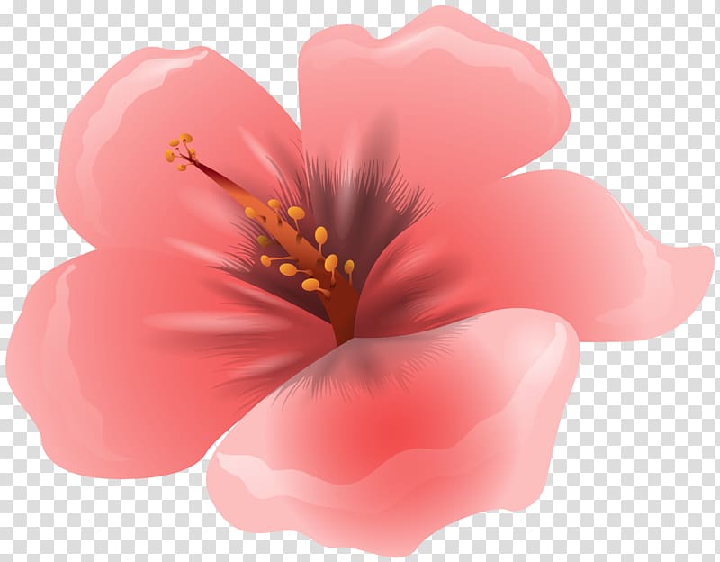 pink hibiscus flower illustration, Flower Pink , Large Pink Flower transparent background PNG clipart