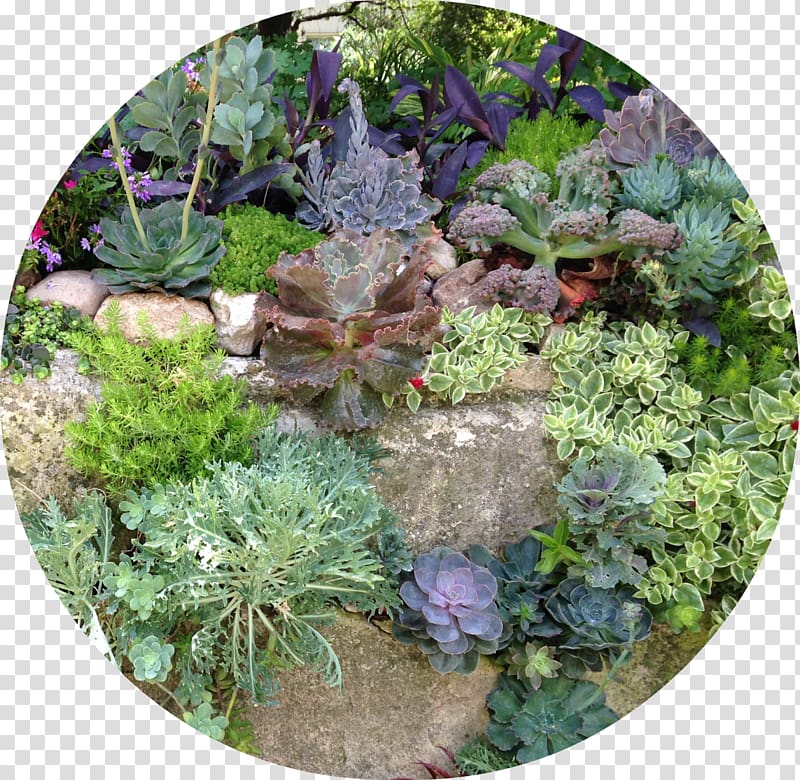 Garden Landscape Herb Vegetation Groundcover, Botanical Garden transparent background PNG clipart
