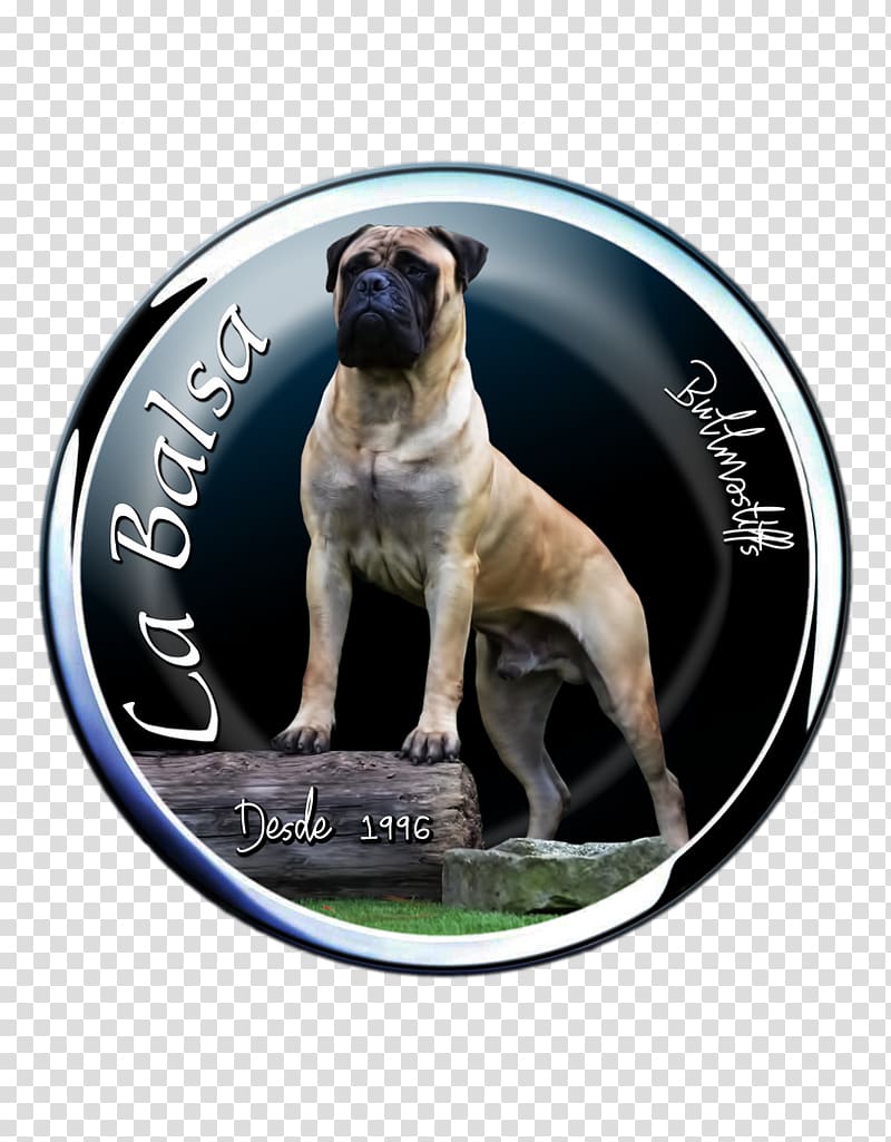 Dog breed Pug Bullmastiff Boerboel Snout, Bullmastiff transparent background PNG clipart