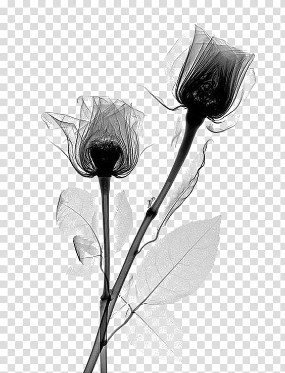 two roses illustration, X-ray Rose Flower Rosaceae Radiography, Black Flowers transparent background PNG clipart