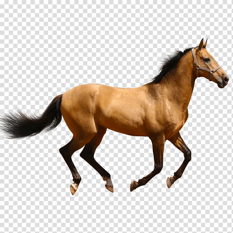 brown horse, Horse Running Brown Sideview transparent background PNG clipart