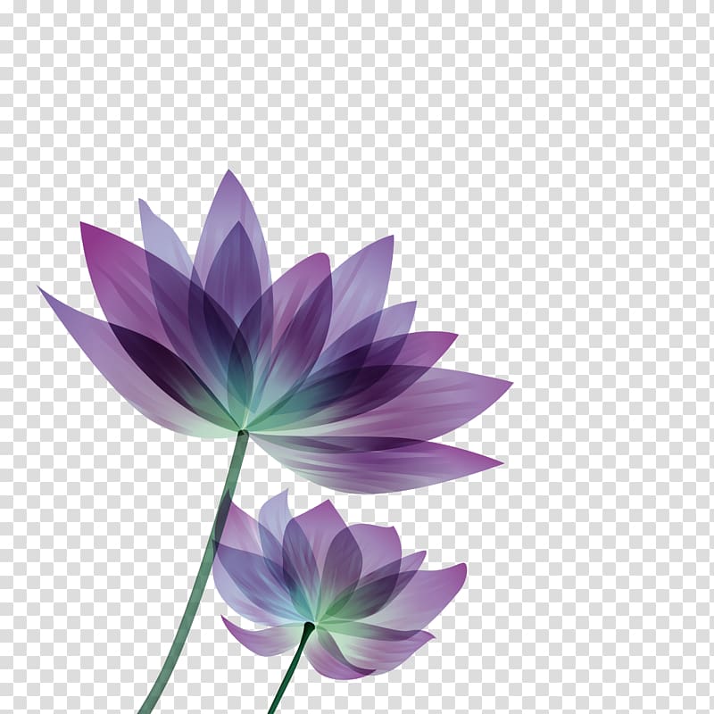 purple lotus flowers illustration, Social media Facebook Message Blog, Hand Painted,flower,poster transparent background PNG clipart