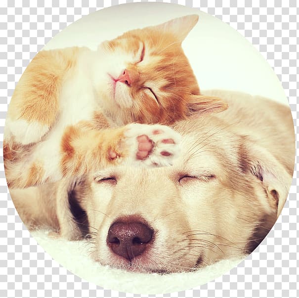 Cat Puppy Kitten Pet Beagle, Cat transparent background PNG clipart