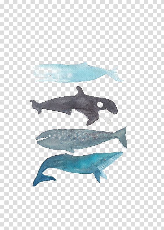 Killer whale Humpback whale Printmaking Baleen whale, whale transparent background PNG clipart