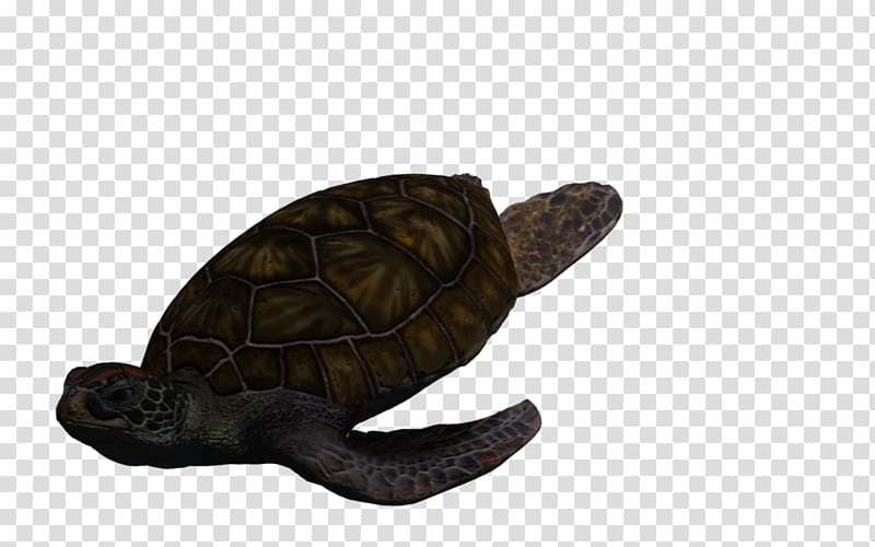 Box turtles Green sea turtle Tortoise, Green Sea Turtle transparent background PNG clipart