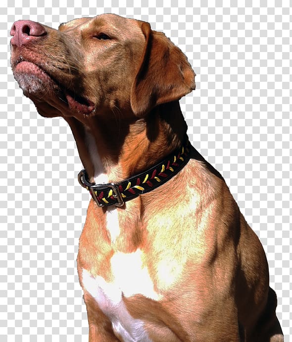 Vizsla Rhodesian Ridgeback Tosa Dog breed Rottweiler, others transparent background PNG clipart