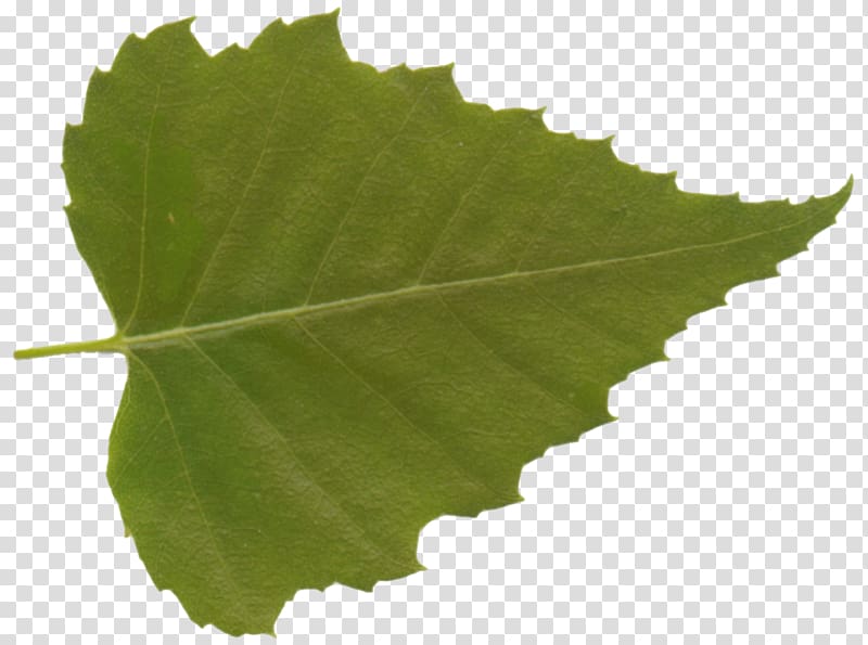 Grape leaves Plane trees Leaf Grapevines Plane tree family, Leaf transparent background PNG clipart