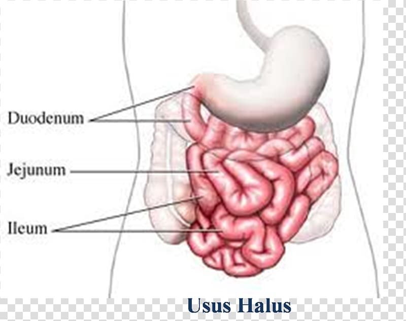 Small intestine Large intestine Gastrointestinal tract Ileum Digestion, intestine transparent background PNG clipart