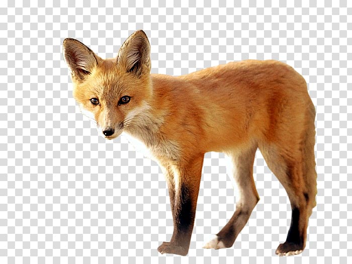 Red fox Kit fox Dhole, fox transparent background PNG clipart