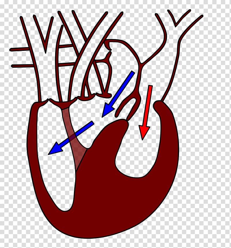 Reptile Biology Today and Tomorrow with Physiology Heart Clinically oriented anatomy, circulatory system transparent background PNG clipart