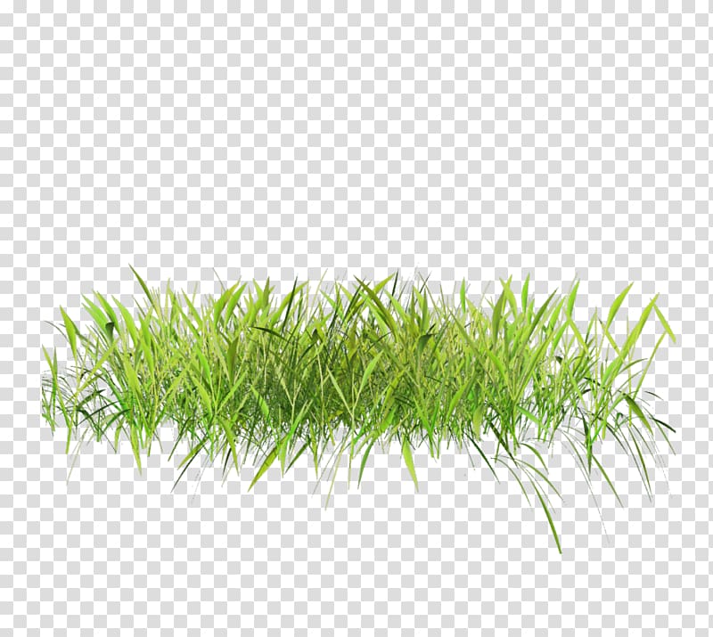 Lawn Grasses , fim transparent background PNG clipart