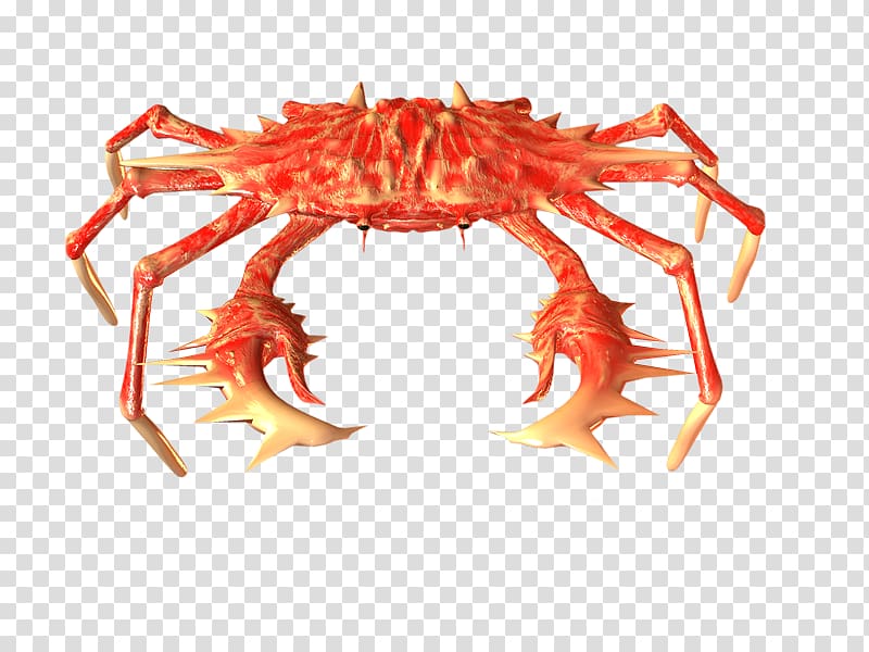 Dungeness crab King crab Oregonia gracilis, Cangrejo transparent background PNG clipart
