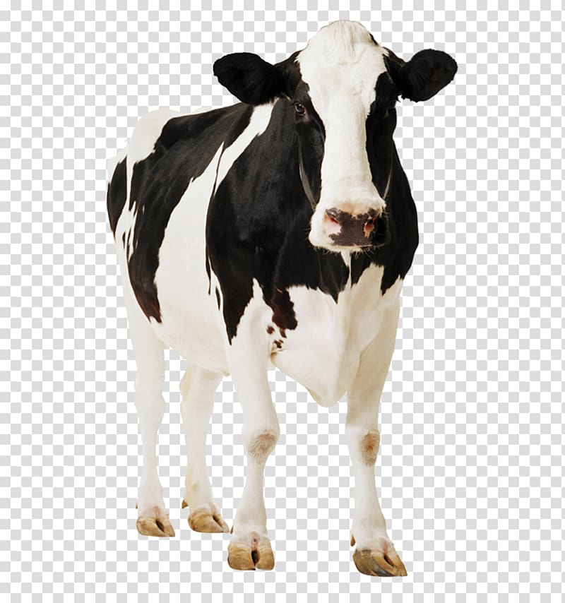 cow illustration, Holstein Friesian cattle Gyr cattle Milk Dairy cattle, cow transparent background PNG clipart