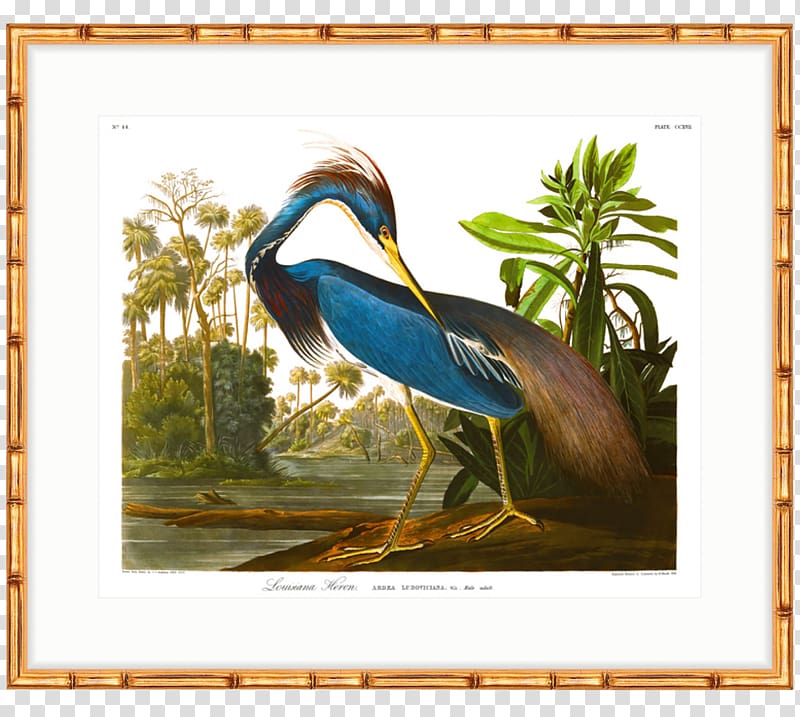 The Birds of America Louisiana Heron National Audubon Society Havell family, others transparent background PNG clipart