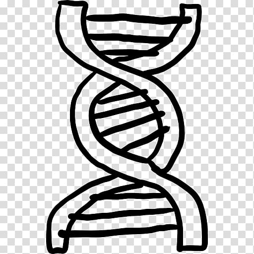 Computer Icons DNA Drawing , dna structure human transparent background PNG clipart