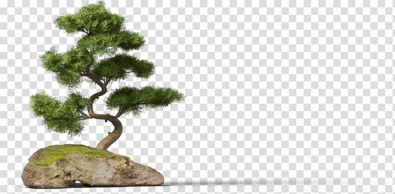 Mockup Dribbble Lorem ipsum Art Director, bonsai transparent background PNG clipart