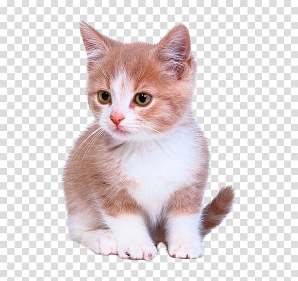 orange and white kitten, Kitten Cat Puppy Dog Litter box, Cute kitten transparent background PNG clipart