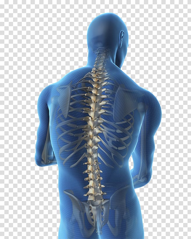 Vertebral column Spinal cord Human back Human body Spinal stenosis, others transparent background PNG clipart