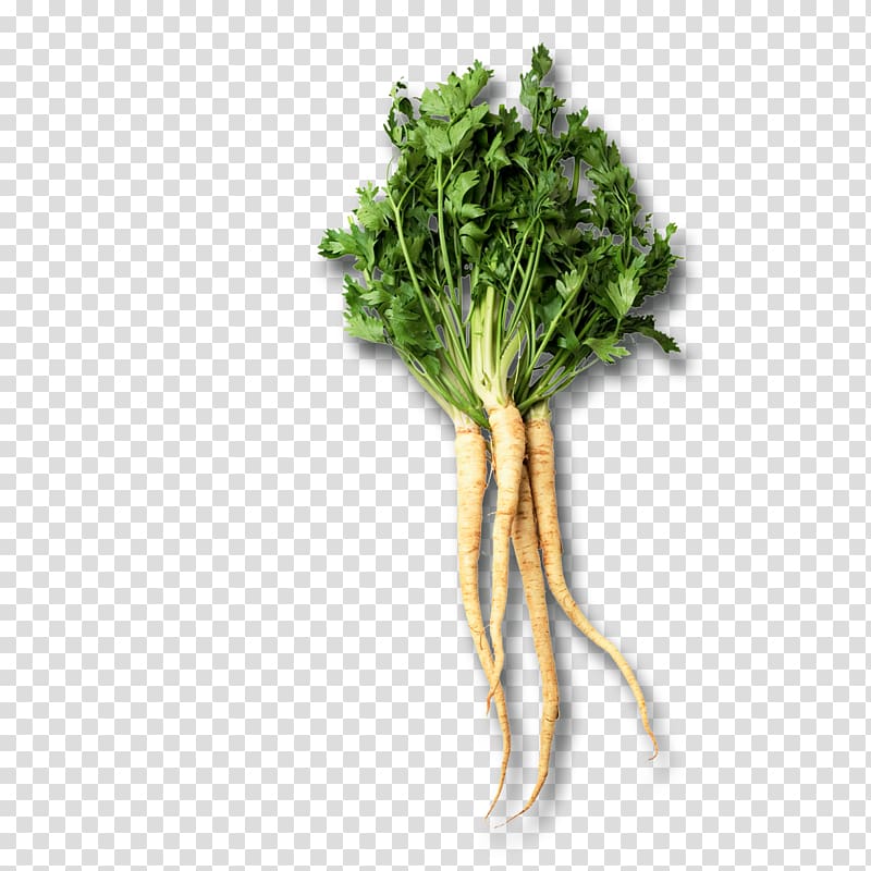 Chard Root Vegetables Parsley root Parsnip, vegetable transparent background PNG clipart