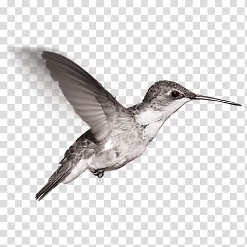 Hummingbird Sandpiper Black and white Beak Feather, Creative Valentine\'s Day transparent background PNG clipart