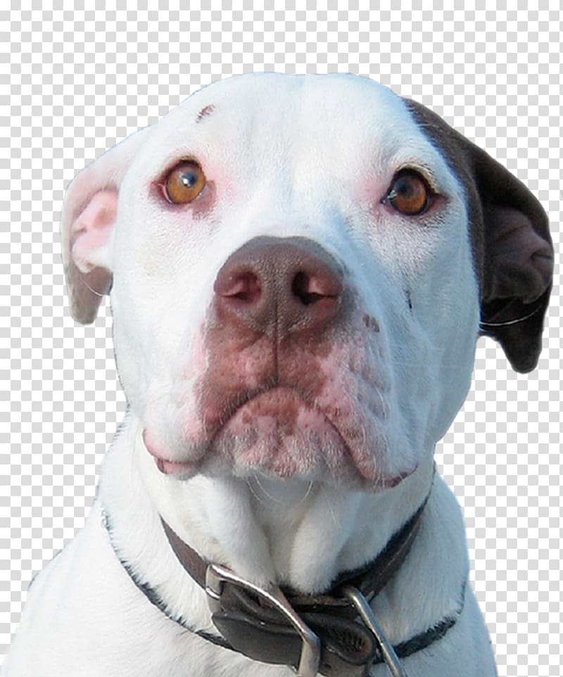 American Pit Bull Terrier American Bulldog Cordoba Fighting Dog Dogo Argentino, waiting for rescue transparent background PNG clipart