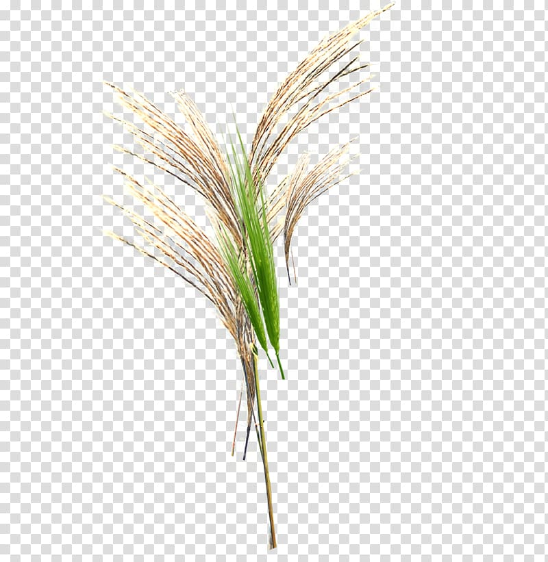 Grasses Green, Floating in the wind transparent background PNG clipart