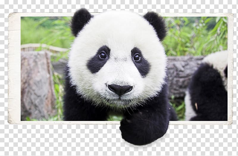 Giant panda Bear Baby Pandas Cuteness Desktop , out of bound transparent background PNG clipart