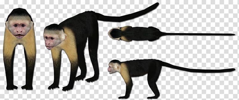 Cat Monkey Animal, Squirrel Monkey transparent background PNG clipart