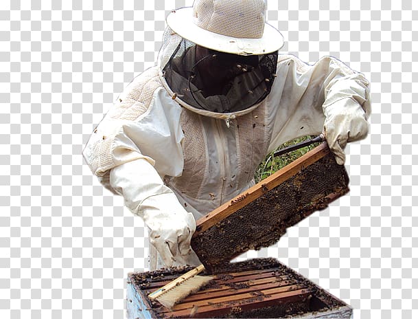 Beekeeper Itatiba Beekeeping Apitherapy Beehive, colmeia de abelha transparent background PNG clipart