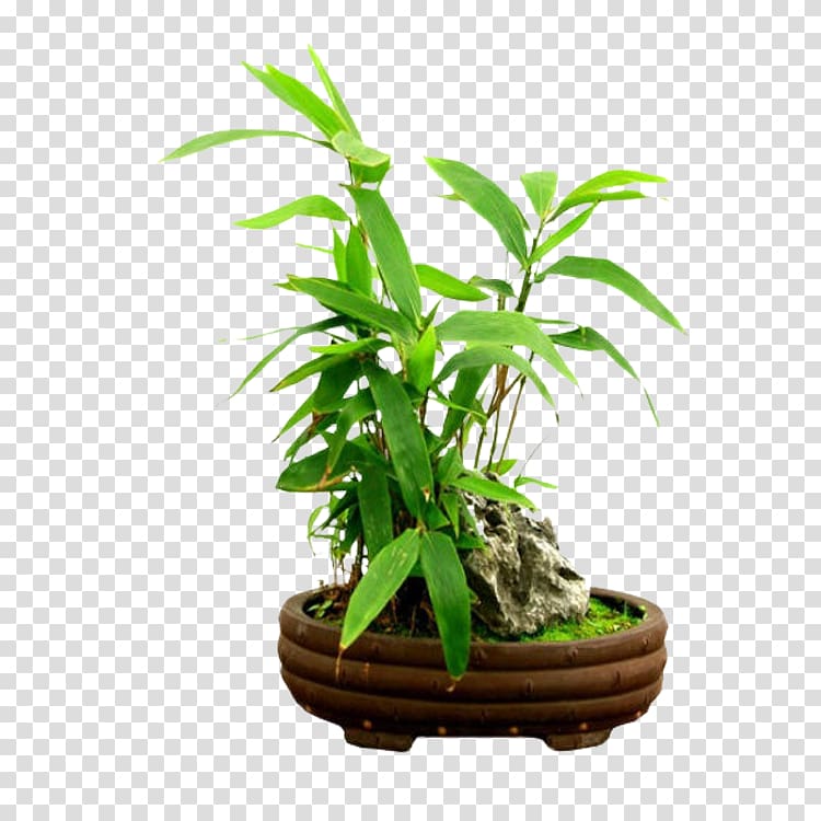 Rhapis excelsa Tropical woody bamboos Penjing Tree Flowerpot, tree transparent background PNG clipart