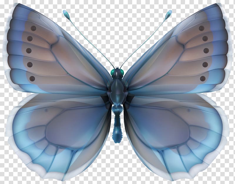 blue, gray, and black butterfly illustration, Butterfly Blue , Blue Butterfly transparent background PNG clipart