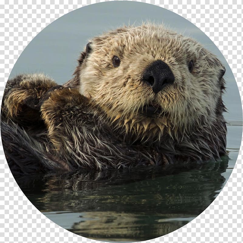 Sea otter Otters Bébé loutre de mer Marine otter, pangolin transparent background PNG clipart