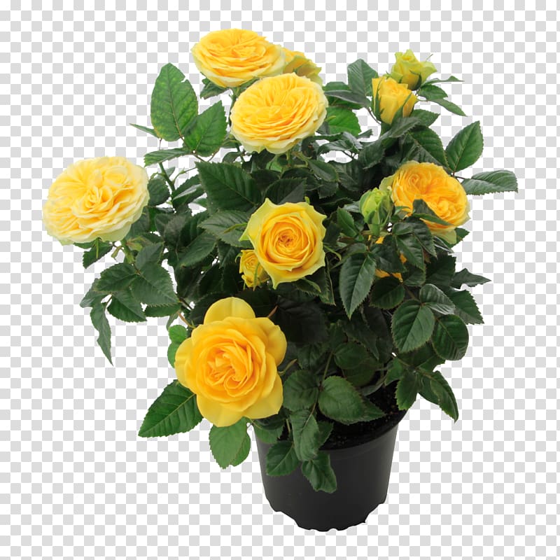 Garden roses Yellow Cut flowers Floribunda Romance Film, flower transparent background PNG clipart