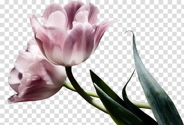 Flower Tulip, Floral background material transparent background PNG clipart