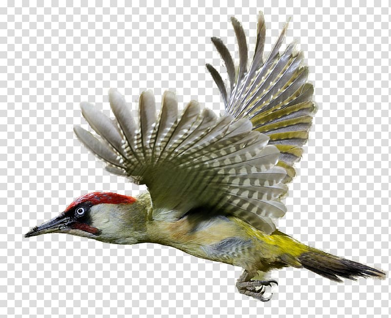 Woodpecker , Woodpecker transparent background PNG clipart