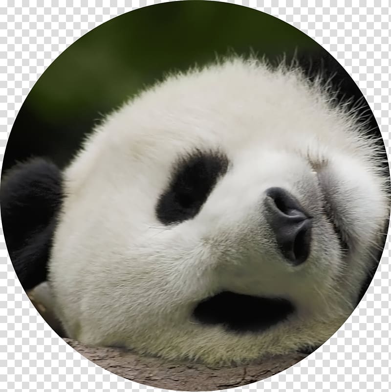 Giant panda Bear Baby Pandas Desktop 1080p, art panda transparent background PNG clipart