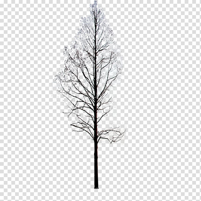 bare tree, Twig Pine Black and white Symmetry Pattern, Winter Trees transparent background PNG clipart