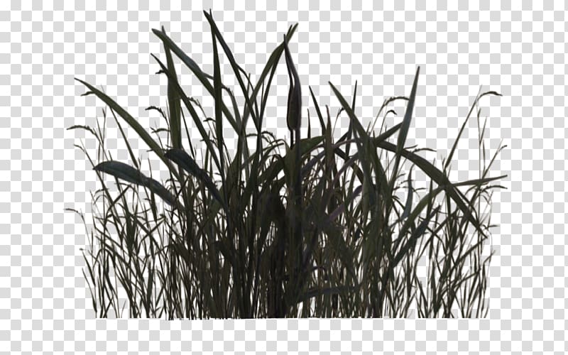 Swamp Plant Black and white , swamp transparent background PNG clipart