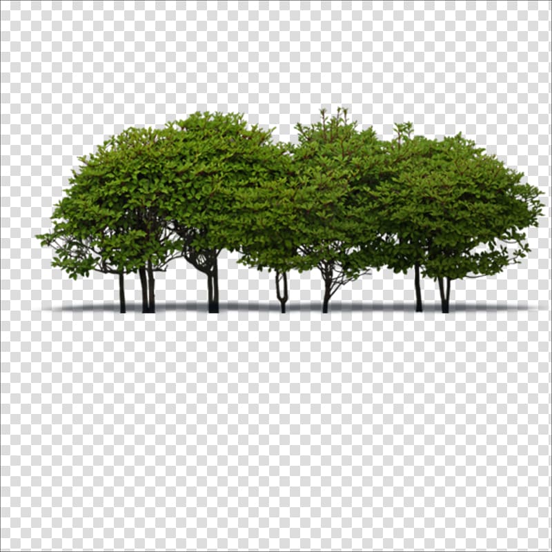 a group of trees transparent background PNG clipart
