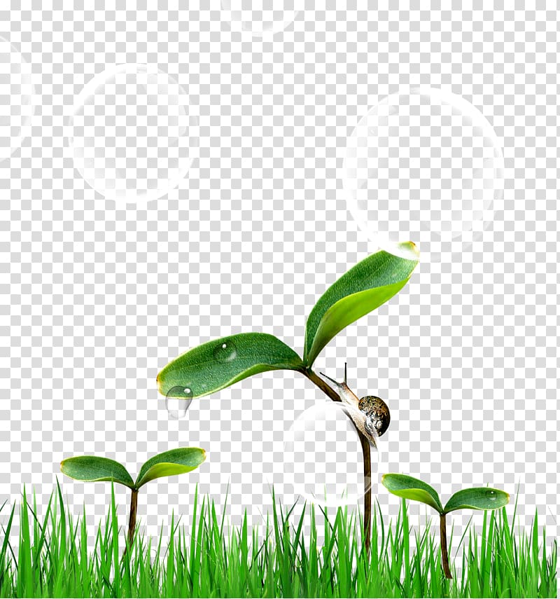 Green , Green tree on the snail transparent background PNG clipart