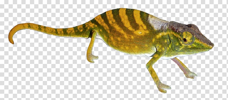 Chameleons Gecko Transparency and translucency, gecko transparent background PNG clipart