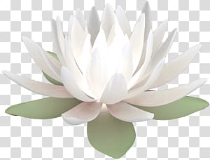 white petaled flower , Water Lily Lotus transparent background PNG clipart