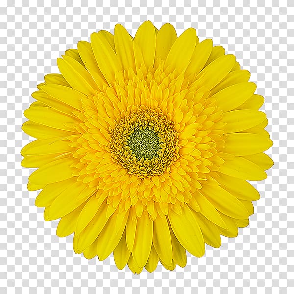 Transvaal daisy Light Color , light transparent background PNG clipart