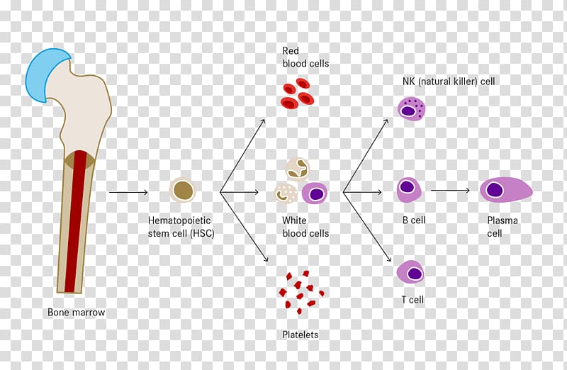 White blood cell Haematopoiesis Red blood cell, blood transparent background PNG clipart