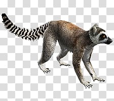 Lemur transparent background PNG clipart