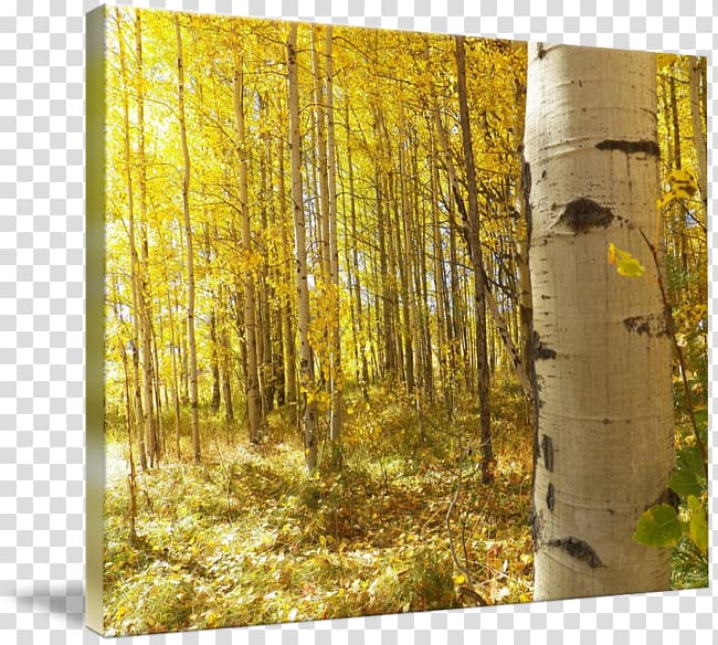 Birch Woodland Temperate broadleaf and mixed forest Painting, painting transparent background PNG clipart