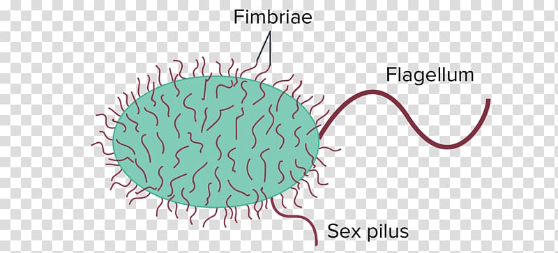 Bacteria Prokaryote Fimbria Cell Pilus, bacteria animada transparent background PNG clipart