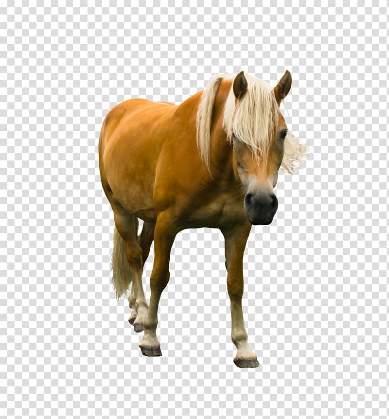 Haflinger Pony Stallion Mare Mustang, mustang transparent background PNG clipart